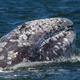 Image for article titled Gray Whale Sets New Migratory Record With Epic Pacific Voyage